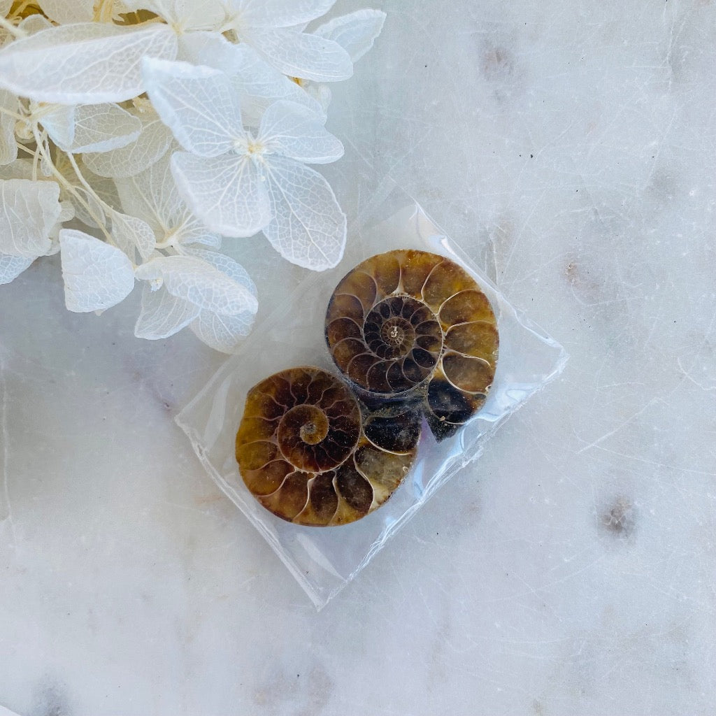 Ammonite Fossil Pair Small Australia