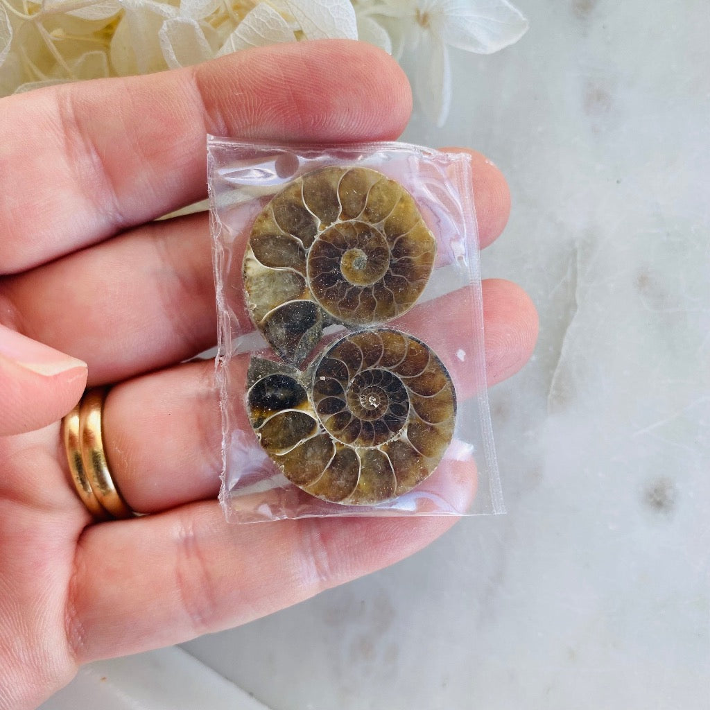 Ammonite Fossil Small Australia